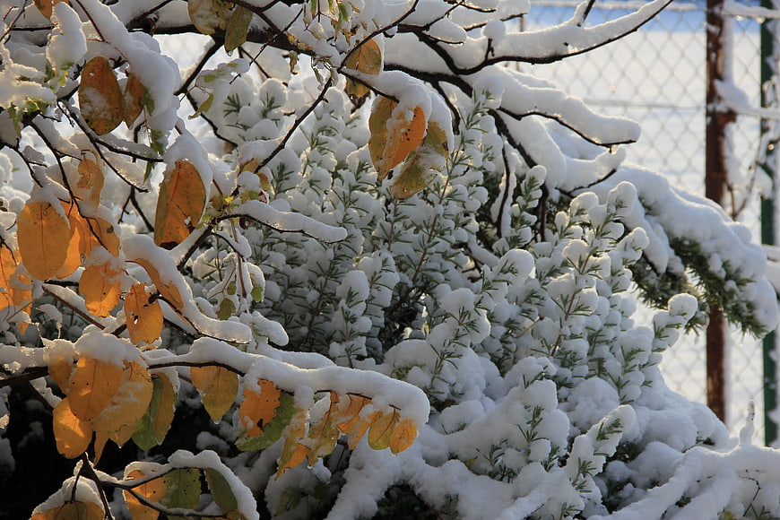 Snow-covered branches with yellow autumn leaves and green shrubs