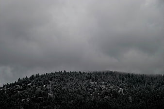 Moody Black and White Forest Landscape Under Stormy Sky