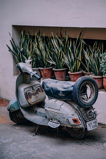 Vintage Rusty Scooter Parked Near Snake Plants