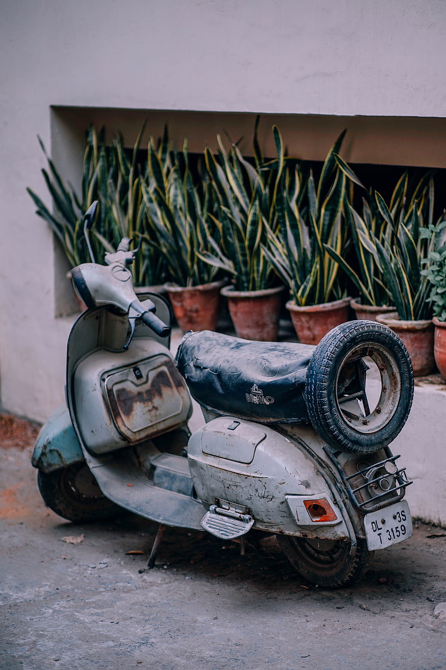 Vintage Rusty Scooter Parked Near Snake Plants