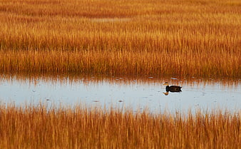 Lone Duck Swimming in Golden Marsh Grass at Sunset