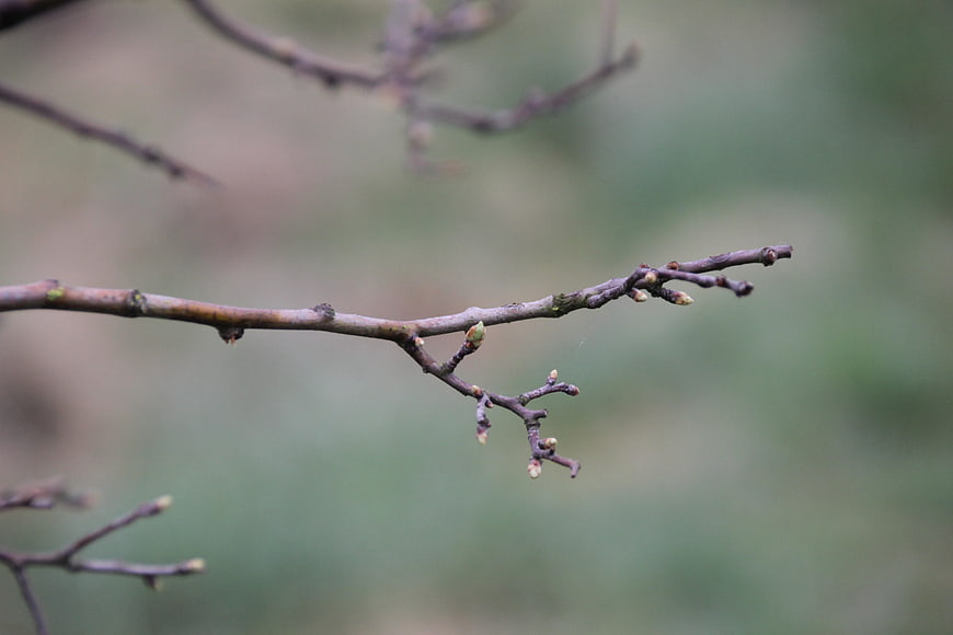 Close-up of tree branch with spring buds on blurred background