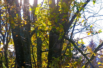 Sunlit autumn trees with yellow leaves and mossy bark