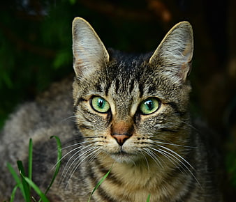 Close-up portrait of a tabby cat with green eyes in a garden