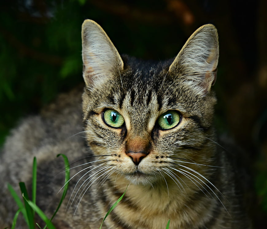 Close-up portrait of a tabby cat with green eyes in a garden