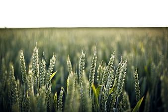 Green Wheat Field Close-Up with Soft Focus Background
