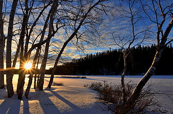 Sunset Through Bare Birch Trees in Snowy Winter Landscape
