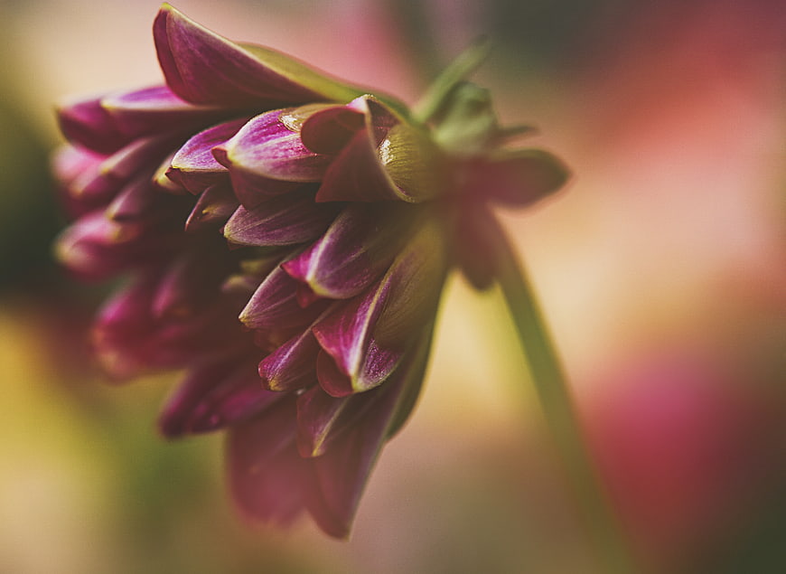Close-up of purple clover flower bud with soft bokeh background