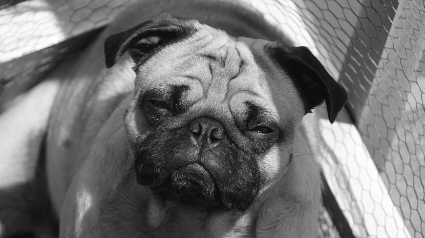 Close-up of a sleepy pug dog in black and white