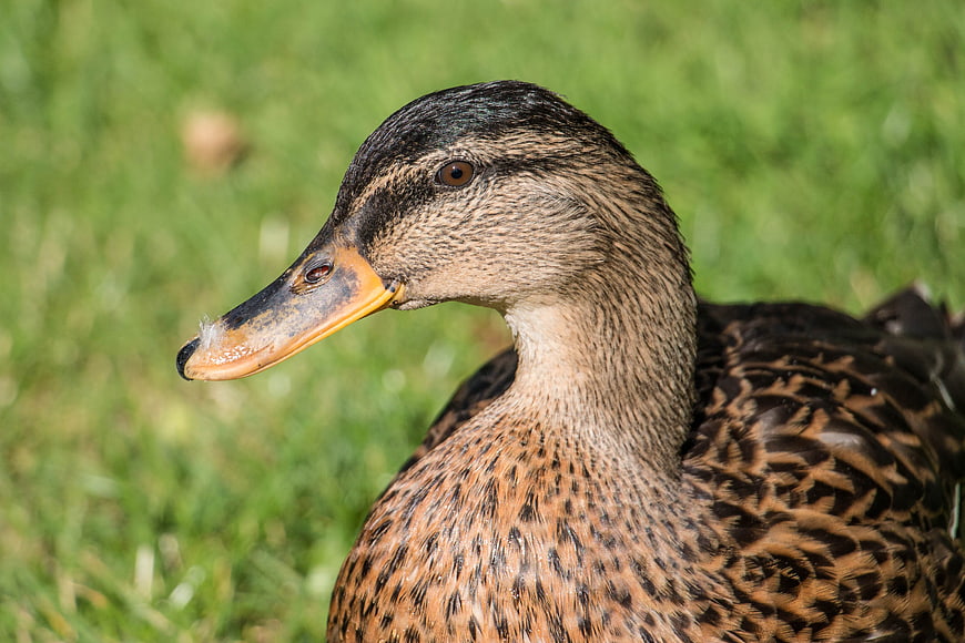 Close-up Portrait of a Female Mallard Duck on Green Grass