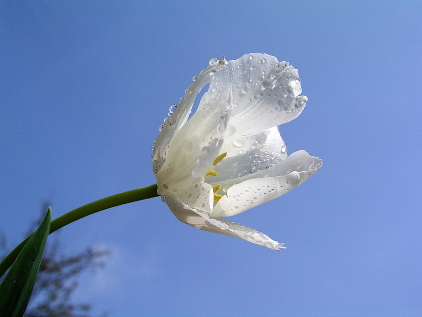 White Tulip with Water Droplets Against Blue Sky