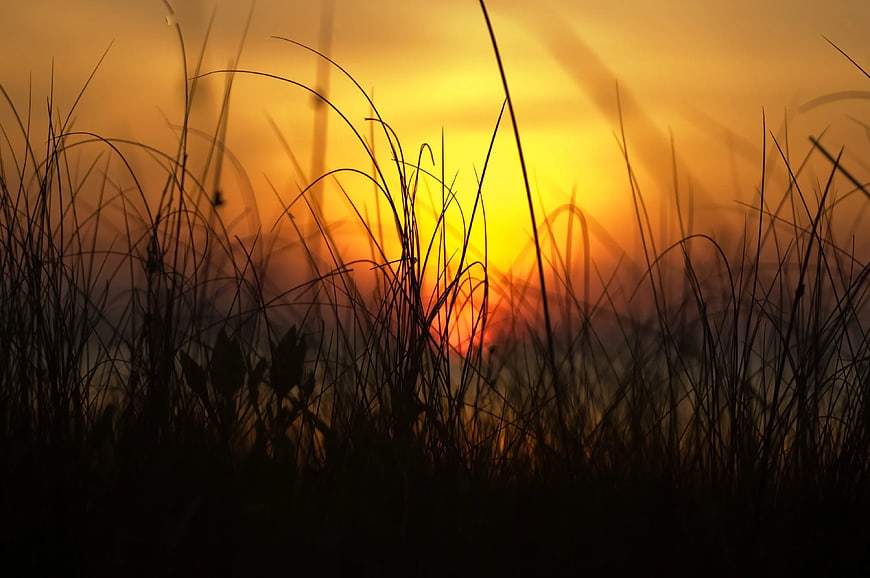 Silhouette of tall grass against golden sunset background