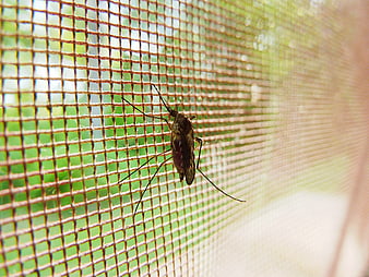 Close-up of a mosquito resting on a window screen mesh