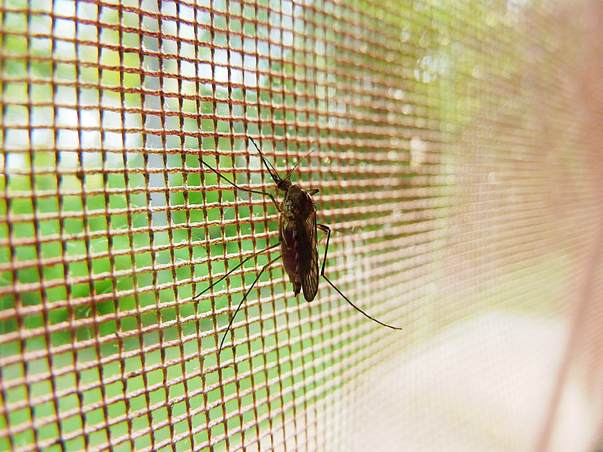 Close-up of a mosquito resting on a window screen mesh
