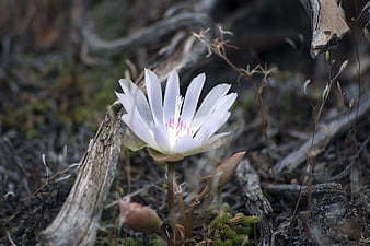 Delicate white bitterroot wildflower blooming in natural setting