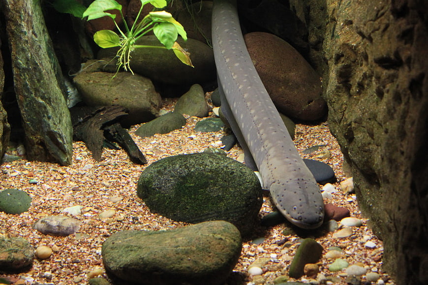 Electric Eel Swimming In Naturalistic Aquarium Habitat