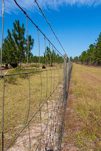 Rural Farm Fence With Cattle And Pine Trees