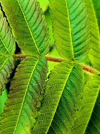 Close-up of vibrant green fern leaves with detailed veins