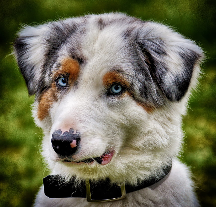 Close-up portrait of a blue-eyed Australian Shepherd puppy