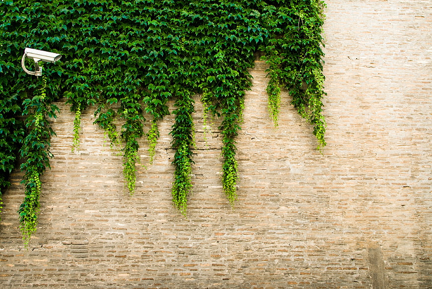 Security Camera Mounted on Ivy-Covered Brick Wall