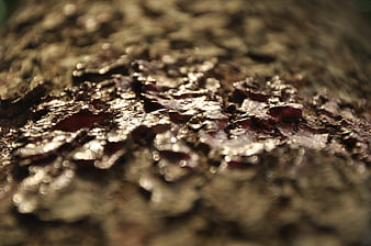 Close-up of wet, textured tree bark with natural sunlight