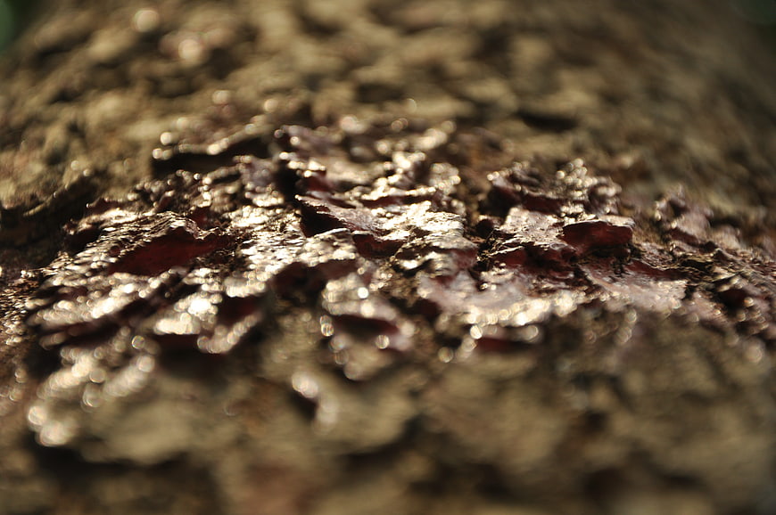 Close-up of wet, textured tree bark with natural sunlight