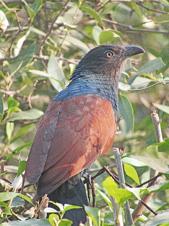 Lesser Coucal bird perched on branch in foliage