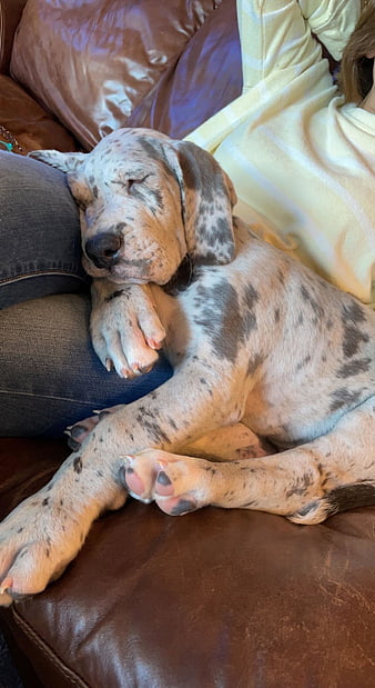Sleepy spotted Great Dane puppy resting on leather couch