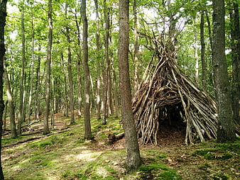 Rustic wooden shelter in a green deciduous forest