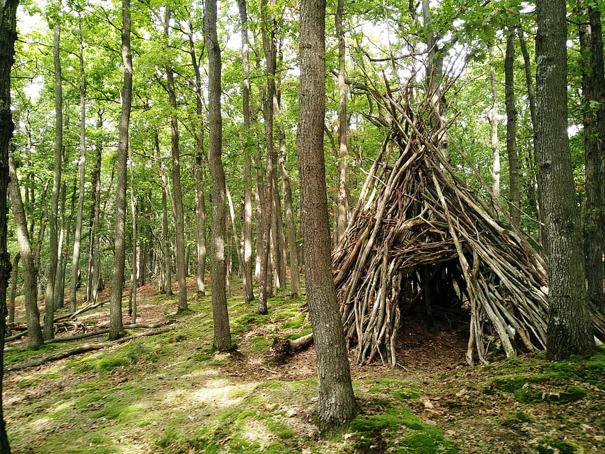 Rustic wooden shelter in a green deciduous forest