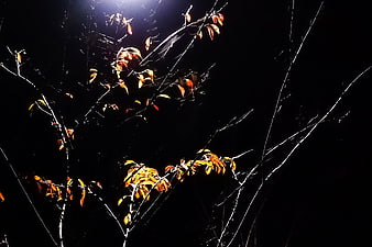 Spider web on autumn branches at night