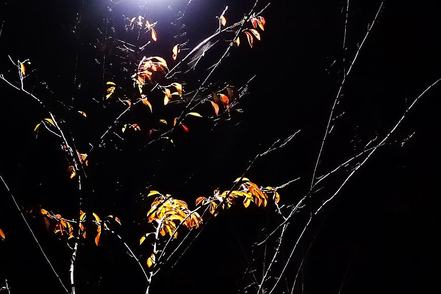 Spider web on autumn branches at night
