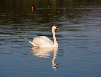 White Swan Swimming in Calm Lake Water with Reflection
