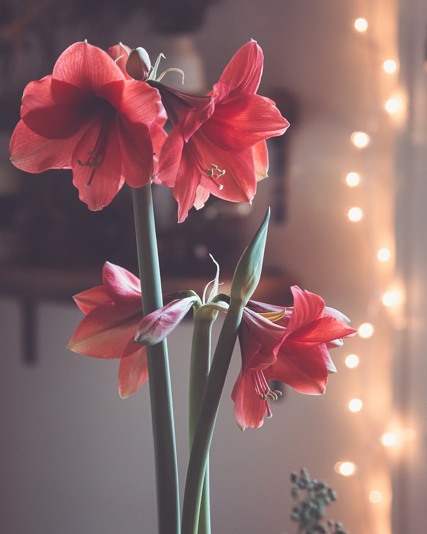 Red Amaryllis Flowers with Bokeh Fairy Lights Background