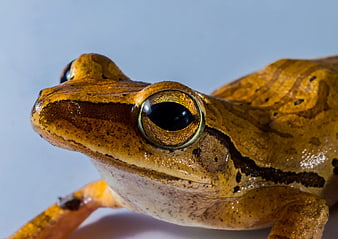 Close-up of a brown and black frog with large eye