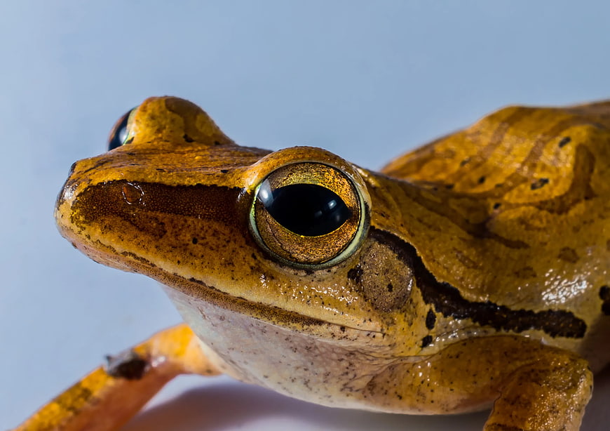 Close-up of a brown and black frog with large eye