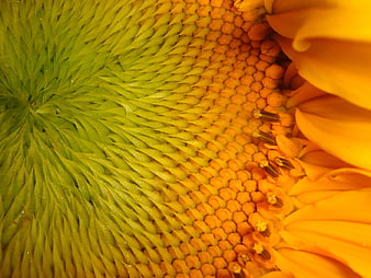 Macro Close-Up of Sunflower Center and Petals