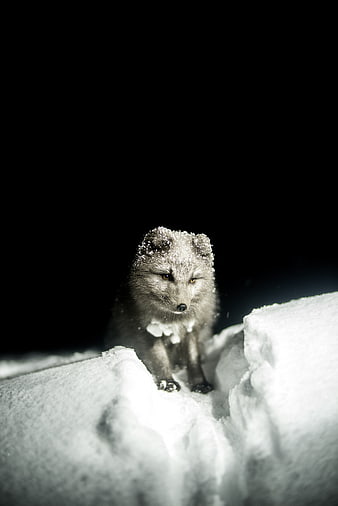 Arctic Fox in Snow at Night with Dramatic Lighting