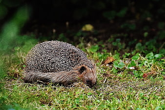 Brown Hedgehog Foraging in Green Grass