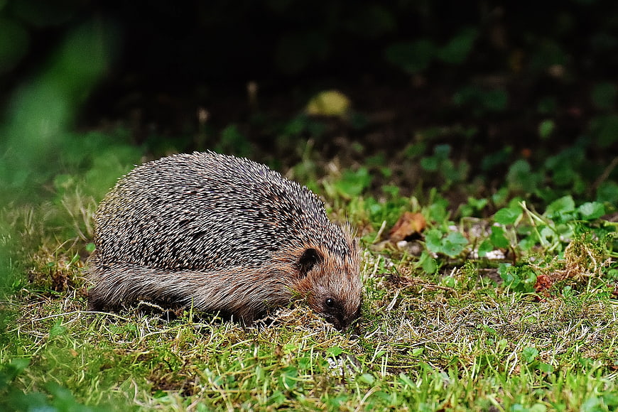 Brown Hedgehog Foraging in Green Grass