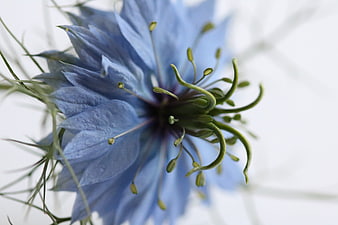 Close-up of Blue Nigella Flower on White Background