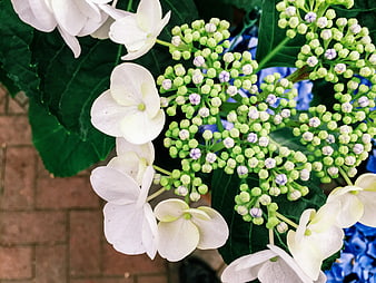 Close-up of White and Green Hydrangea Blooms