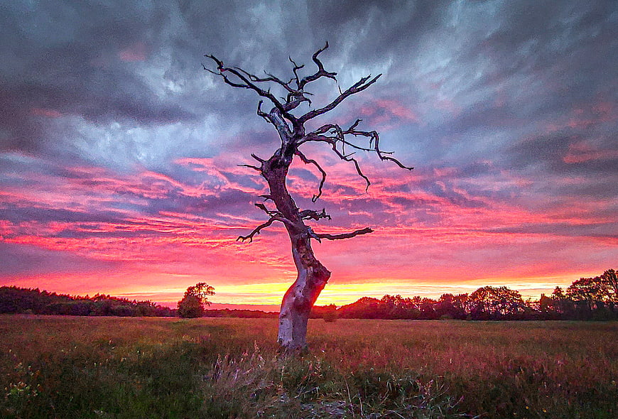Dramatic sunset silhouette of a lone dead tree in a field