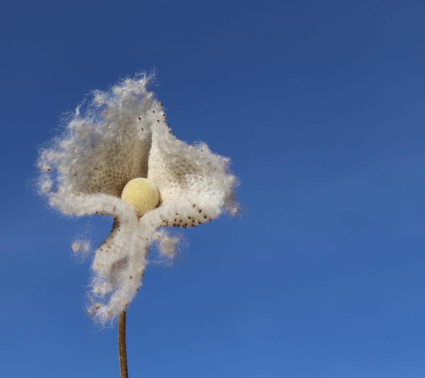 Close-up of a fluffy white seed head against a blue sky