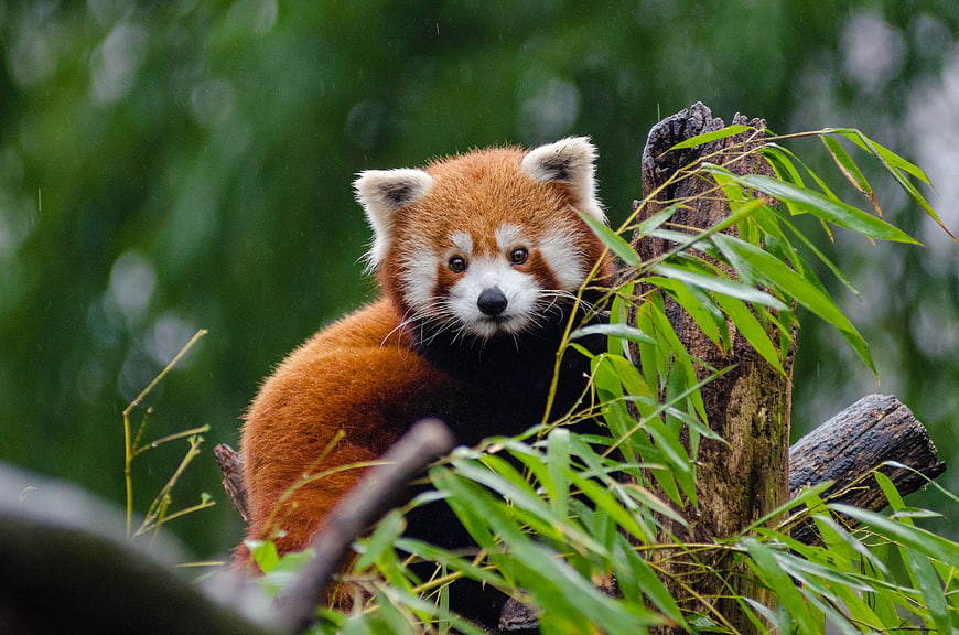 Cute Red Panda Perched on Tree Branch in Forest