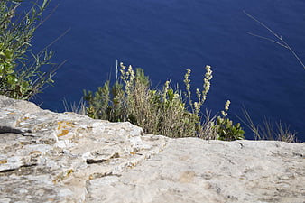 Coastal cliff edge with wildflowers and deep blue sea background