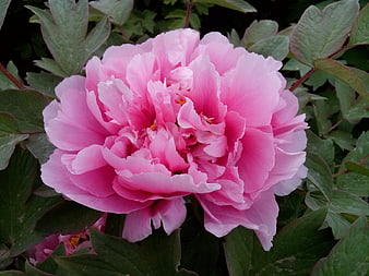 Close-up of a vibrant pink peony flower in a garden