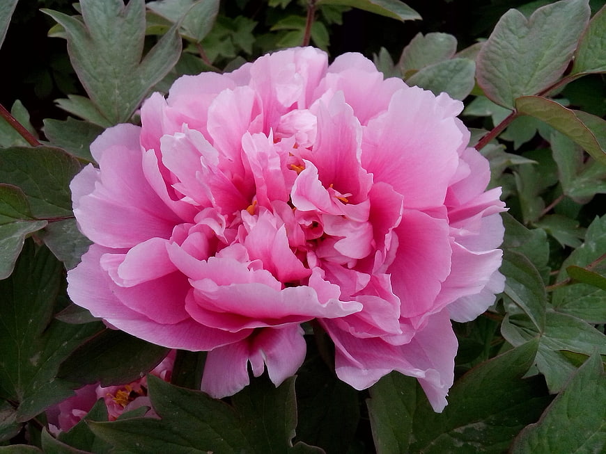 Close-up of a vibrant pink peony flower in a garden