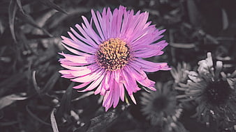 Close-up of a purple aster flower with selective color