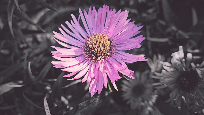 Close-up of a purple aster flower with selective color